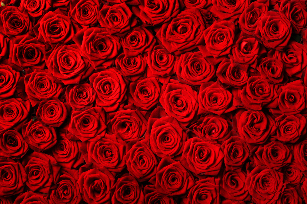 czerwone róże